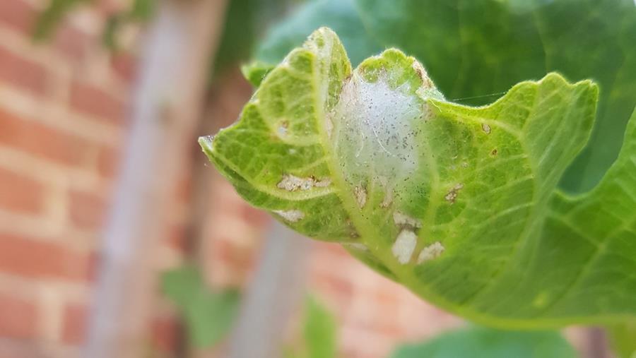 Opmars vijgenstruik luidt komst van vijgenskeletteermotten in